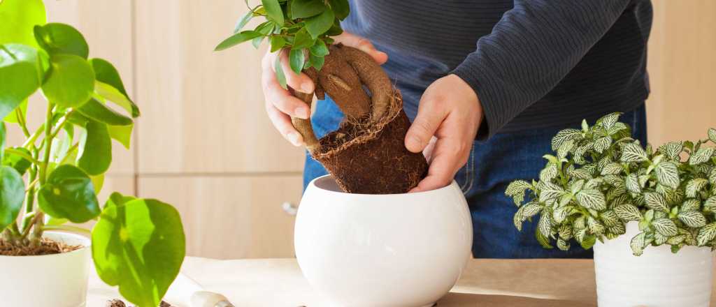 Cómo hacer abono casero con azúcar para plantas de interior