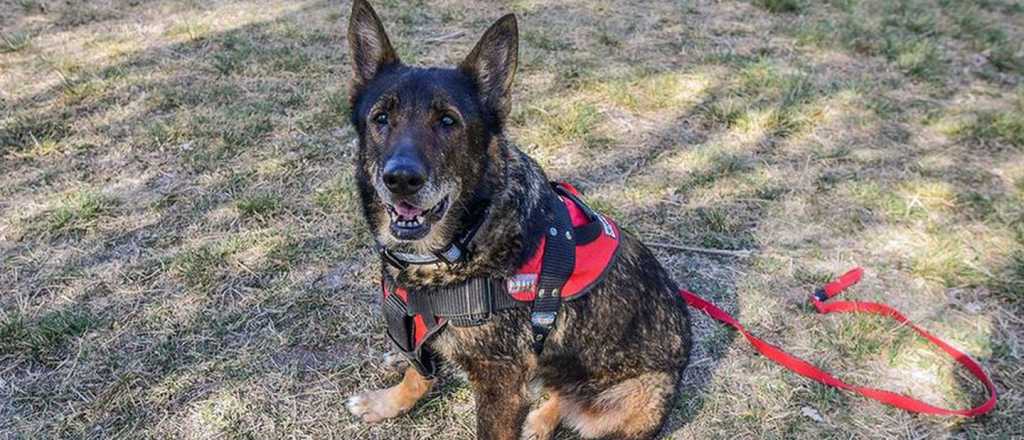 Murió Ruca, la perra rastreadora de Mendoza