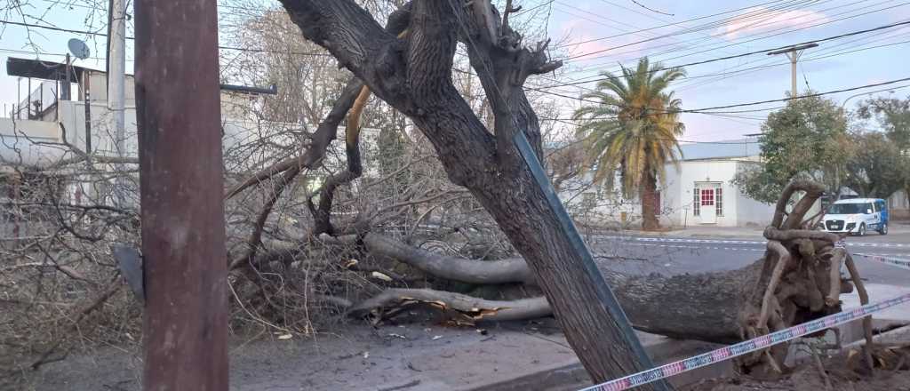 Cayó un árbol en Dorrego y el tránsito está interrumpido