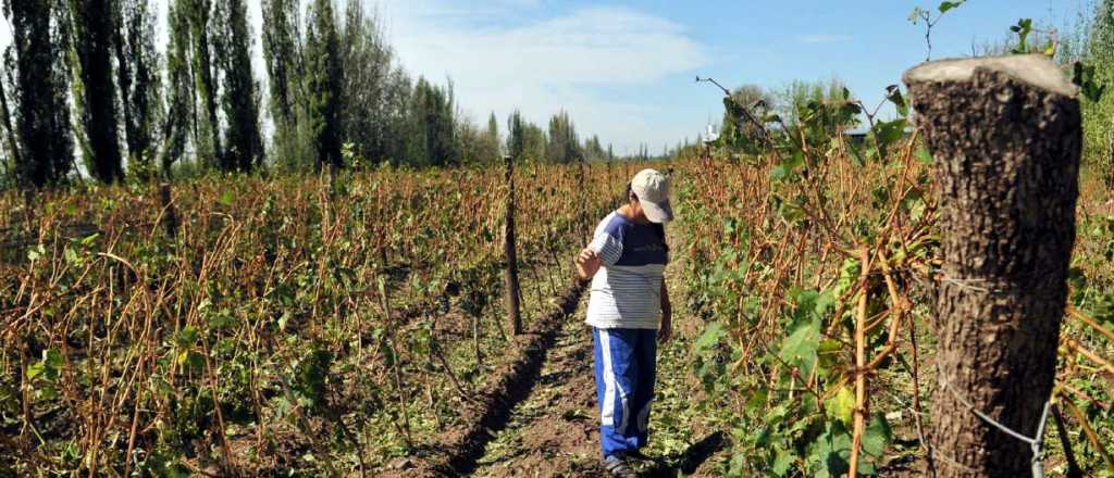 Hasta el 31 de agosto los productores se podrán adherir al Seguro Agrícola