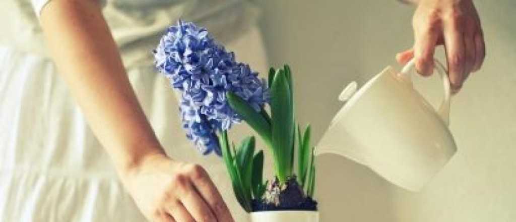 Trucos para que el Jacinto florezca de manera constante