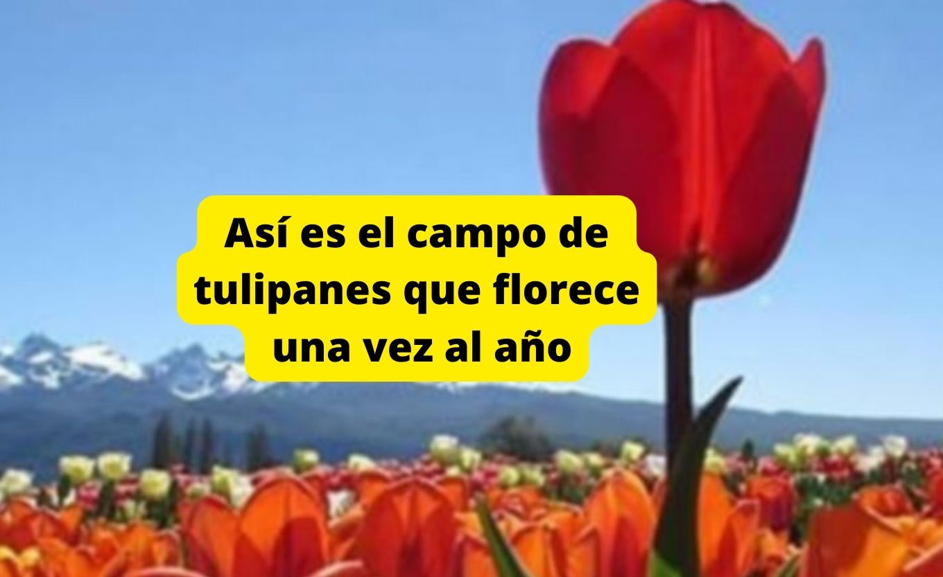 Así es el campo de tulipanes que florece una vez al año - Mendoza Post