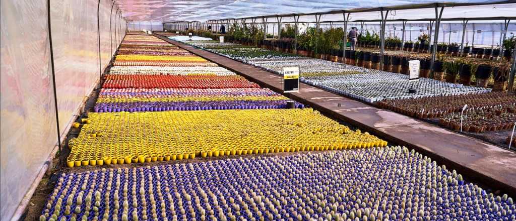 Un mega vivero de cactus de Mendoza a todo el país