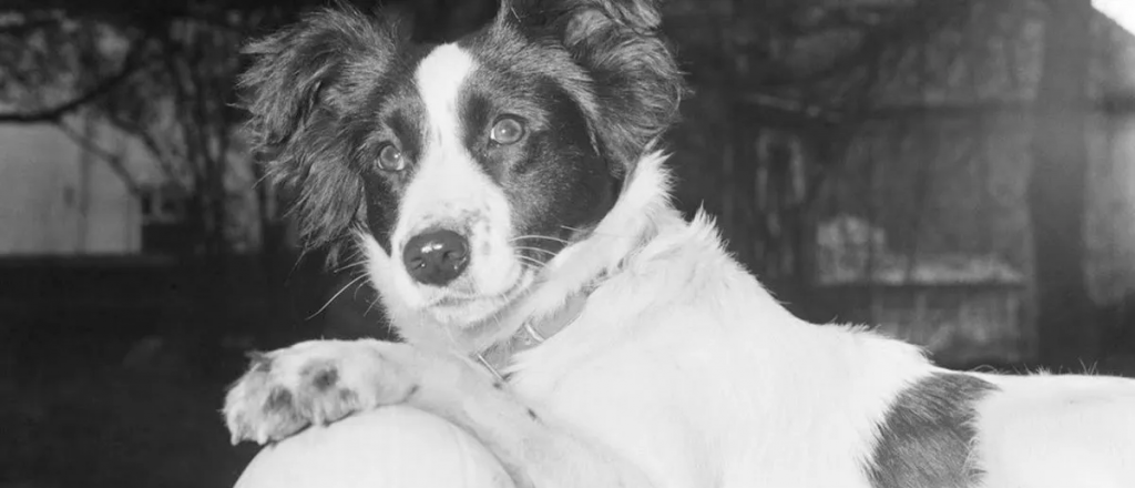 La historia de la Copa del Mundo robada que fue encontrada por un perro