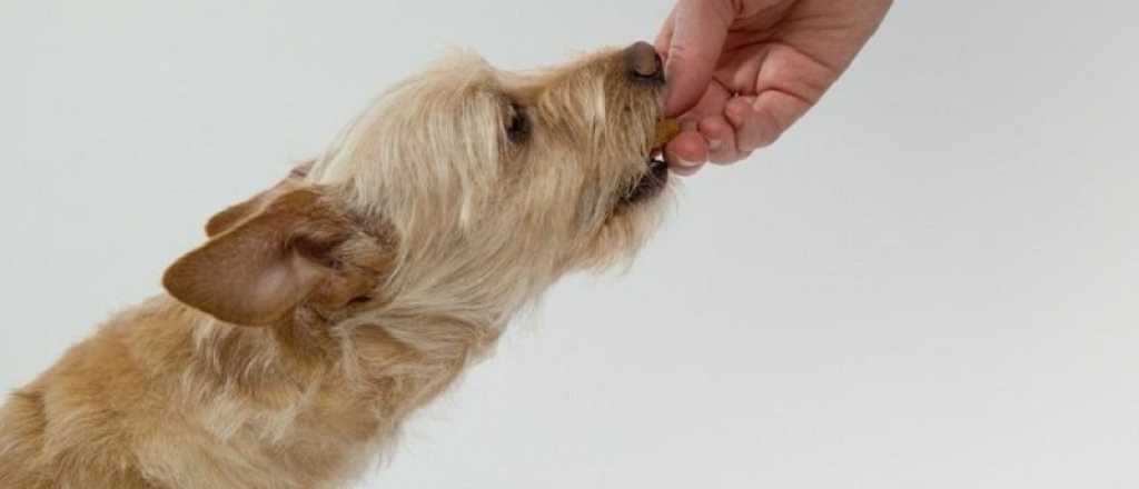 Estos son los alimentos que jamás le tenés que dar a un perro 