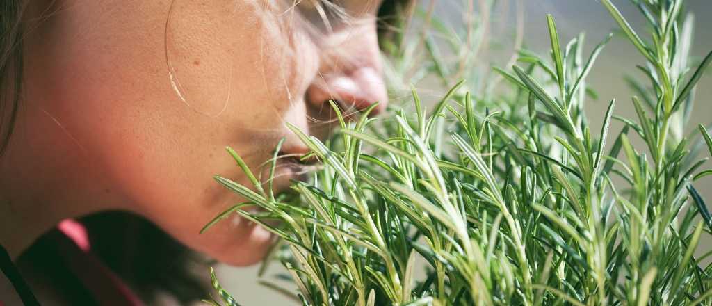 Tres plantas aromáticas que atraen dinero 