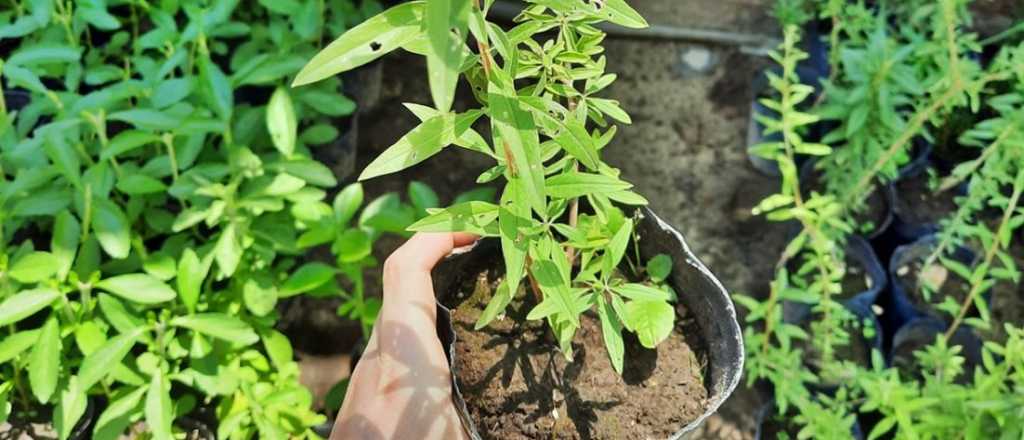 Estos son los súper beneficios que tiene la planta de burro