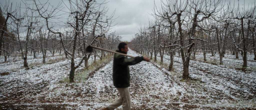 Cómo afectaron las fuertes heladas a los productores mendocinos