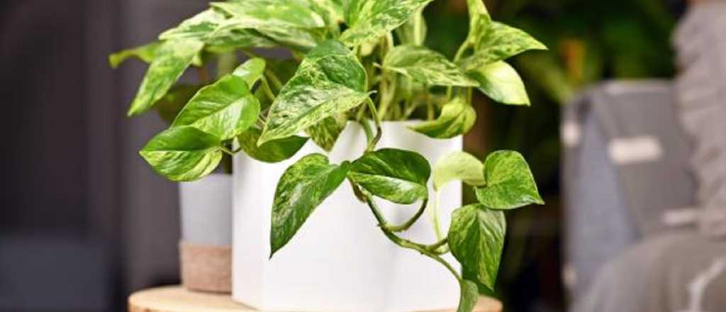 Cómo reproducir tu planta Potus en fáciles pasos