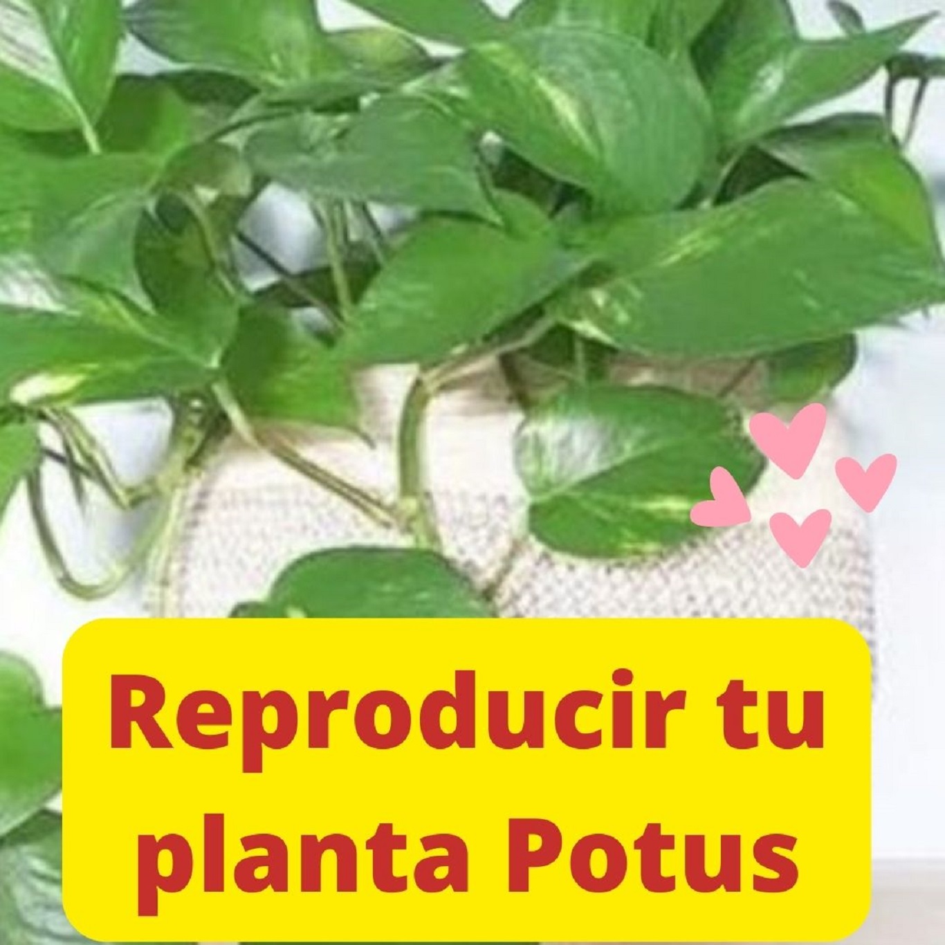 Los pasos para reproducir tu planta Potus - Mendoza Post