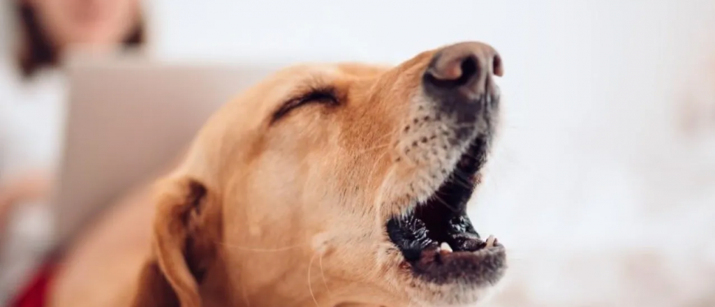 Las causas que provocan el ladrido de los perros