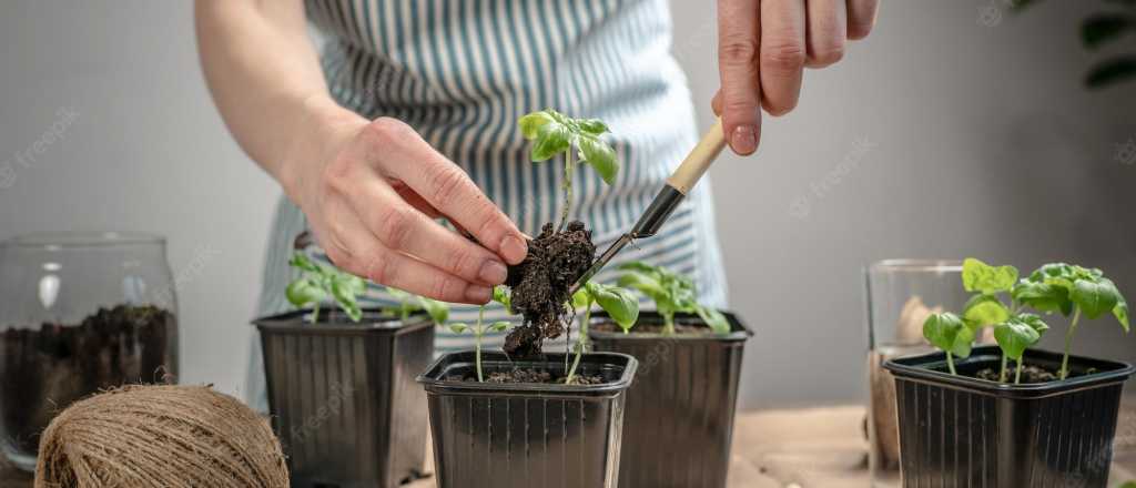 ¿Cuáles son las plantas ideales para condimentar las comidas?