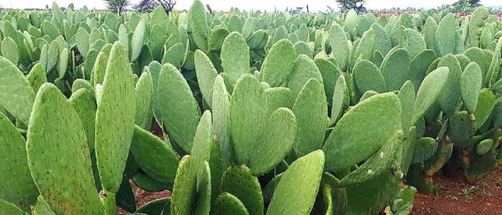 Cómo preparar un poderoso abono con nopal para tus plantas 