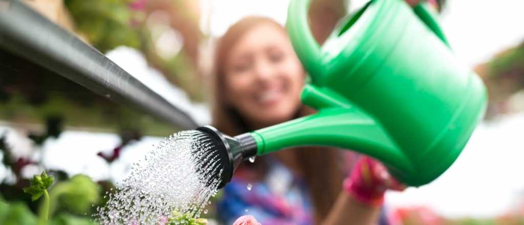 Helecho nido de ave: la planta más elegante para el interior del hogar