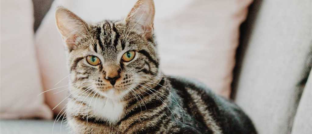 La razón por la que los gatos se acuestan en el teclado de la computadora