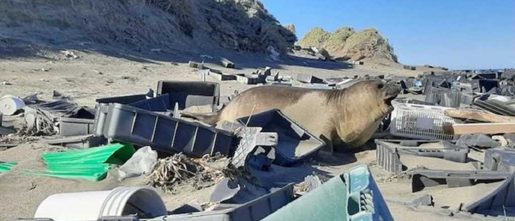 Toneladas de plástico: el vergonzoso estado de la Península de Valdés