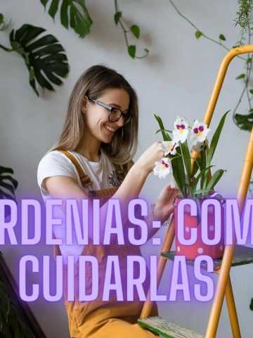 Los mejores consejos para cuidar una gardenia - Mendoza Post