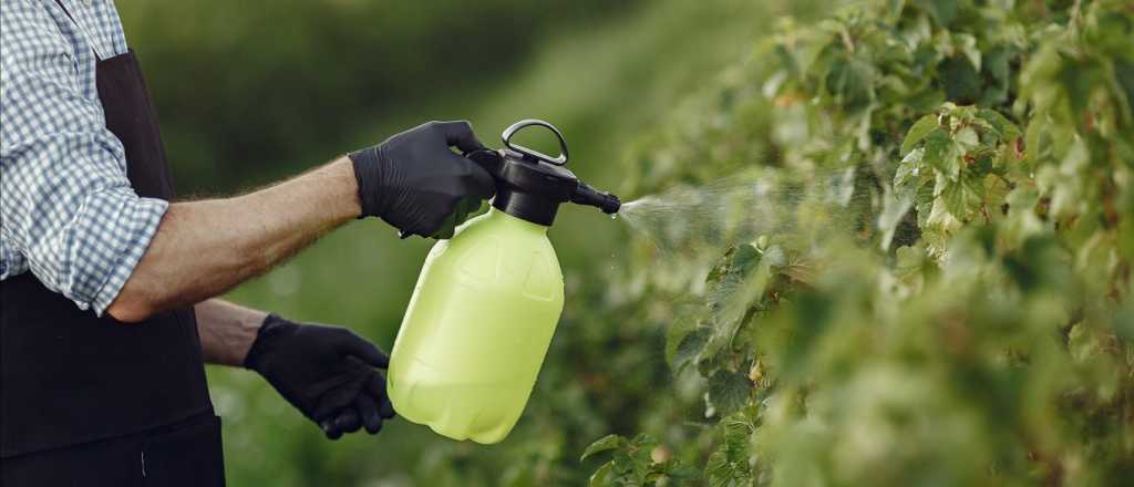 Alerta por detección de plaguicidas en tomates y espinacas