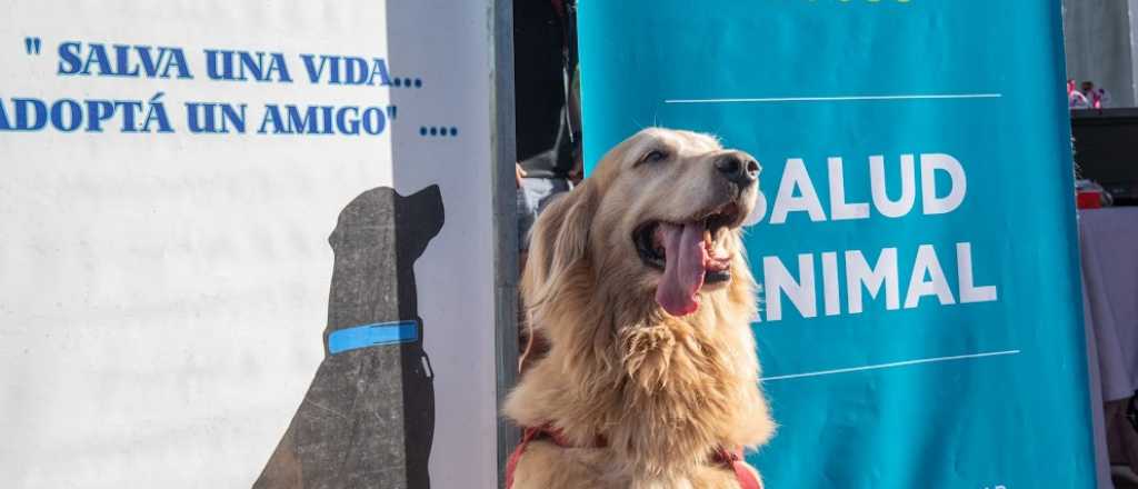 Ciudad vacunará contra la rabia a mascotas de forma gratuita