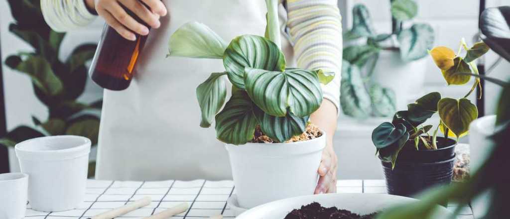 Tres consejos para la decoración de interiores con plantas naturales