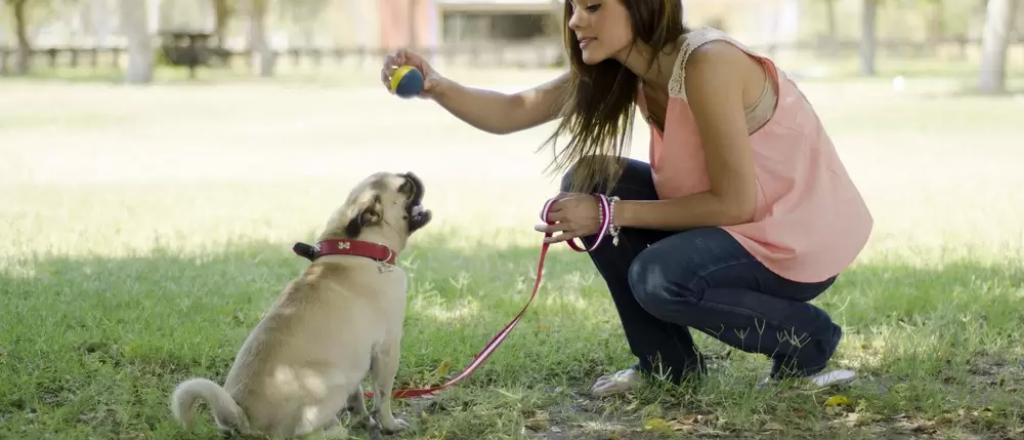 Cómo eligen los perros a su persona favorita