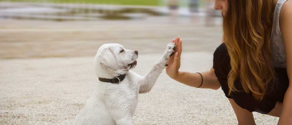 Lo dicen los expertos: ¿está bien humanizar a un perro?