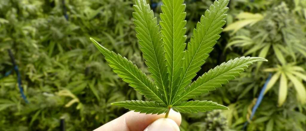 Salud y belleza: los múltiples de beneficios del cannabis