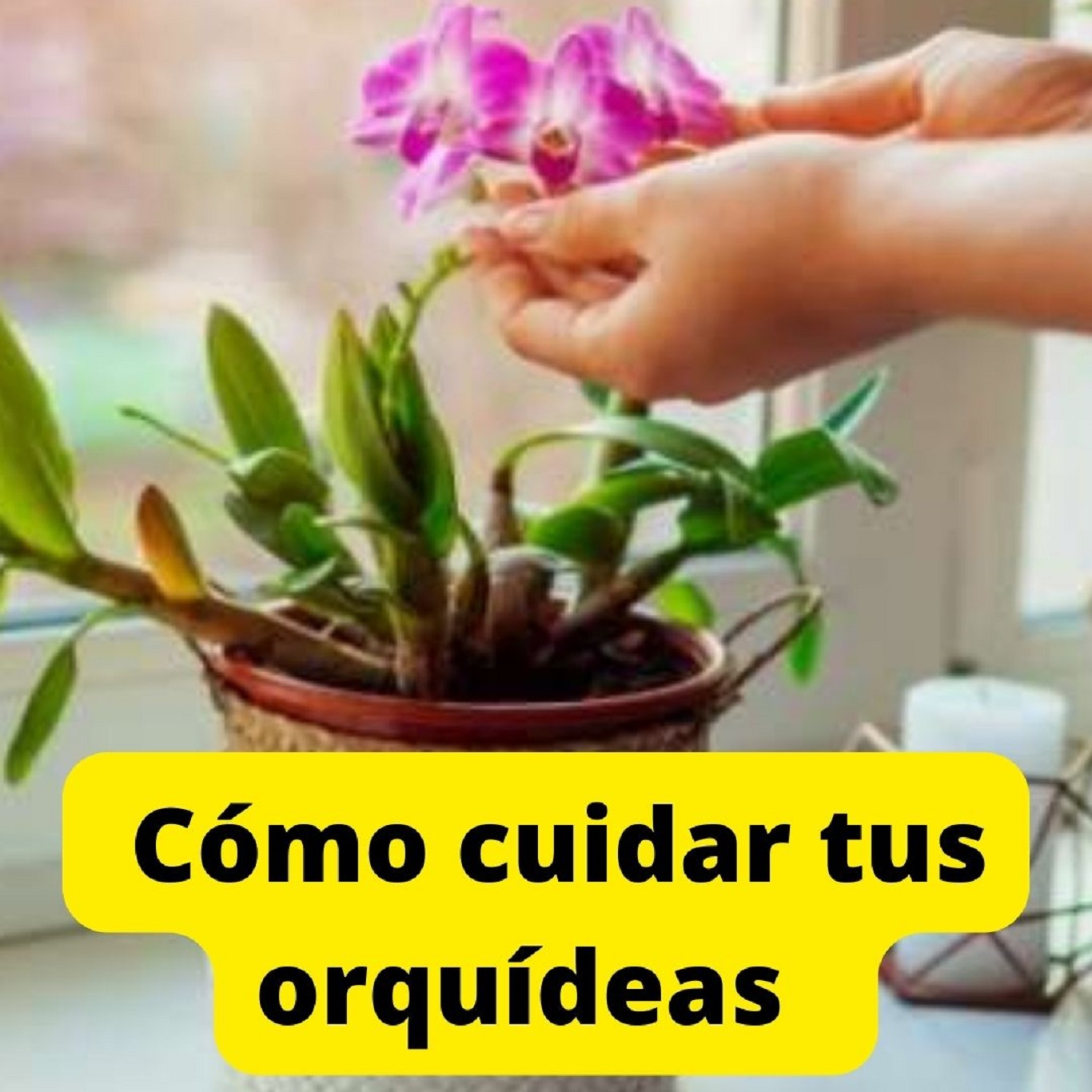 Tips: cómo cuidar tus orquídeas para que luzcan espectaculares - Mendoza  Post