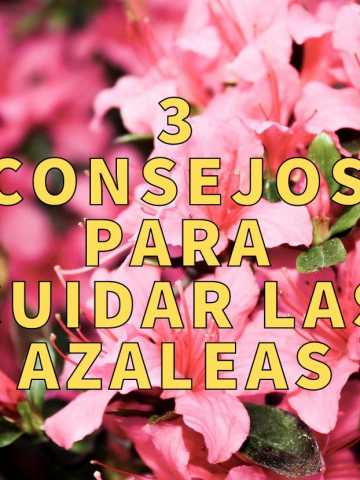 Bellas y delicadas: cómo cuidar las azaleas del jardín - Mendoza Post