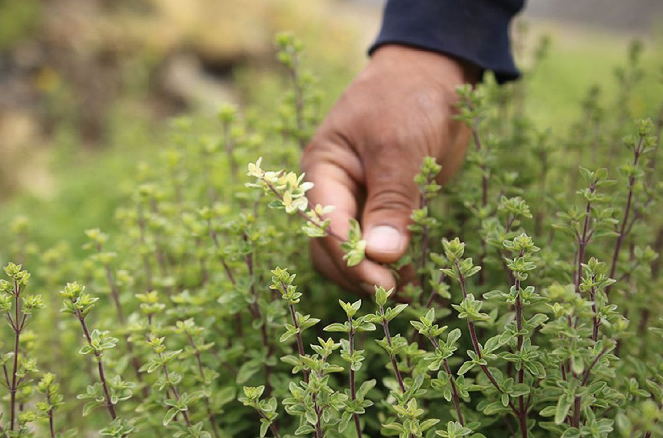 oregano