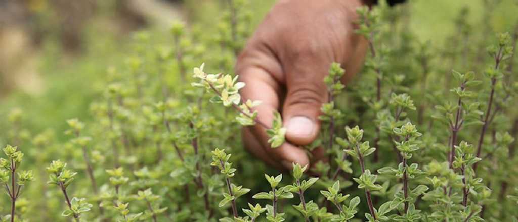 Cómo curar los pies con orégano
