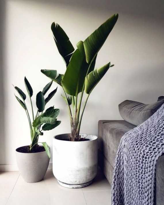 Strelitzia nicolai: cómo cuidar la planta ideal para decorar tu casa -  Mendoza Post