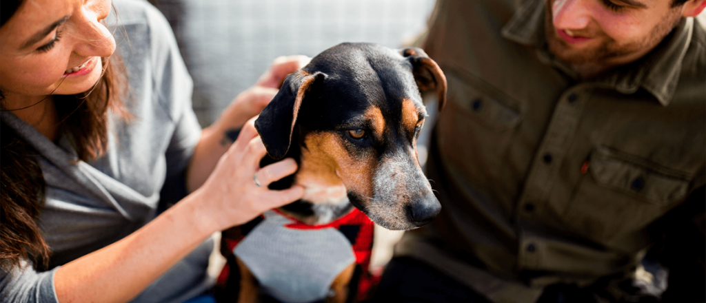 Compañeros ideales: las 3 razas de perros más tranquilas