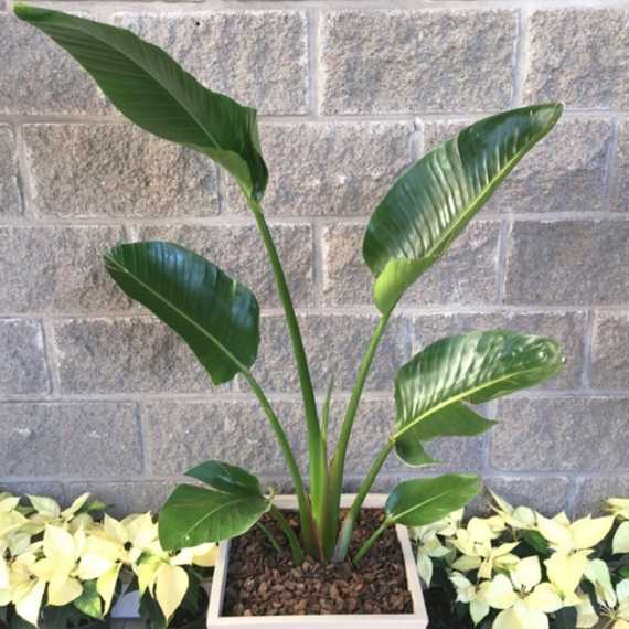 Strelitzia nicolai: cómo cuidar la planta ideal para decorar tu casa -  Mendoza Post