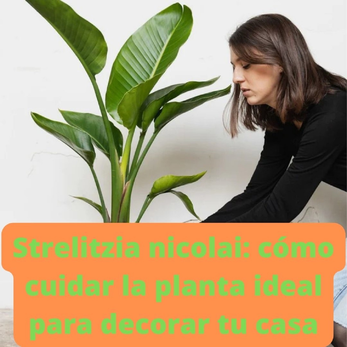 Strelitzia nicolai: cómo cuidar la planta ideal para decorar tu casa -  Mendoza Post