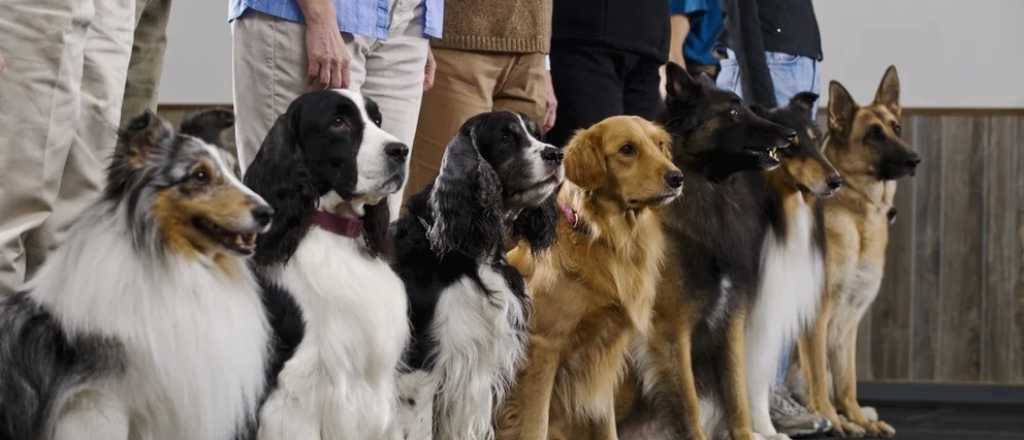 Cómo surgieron las razas de perros a lo largo de la historia