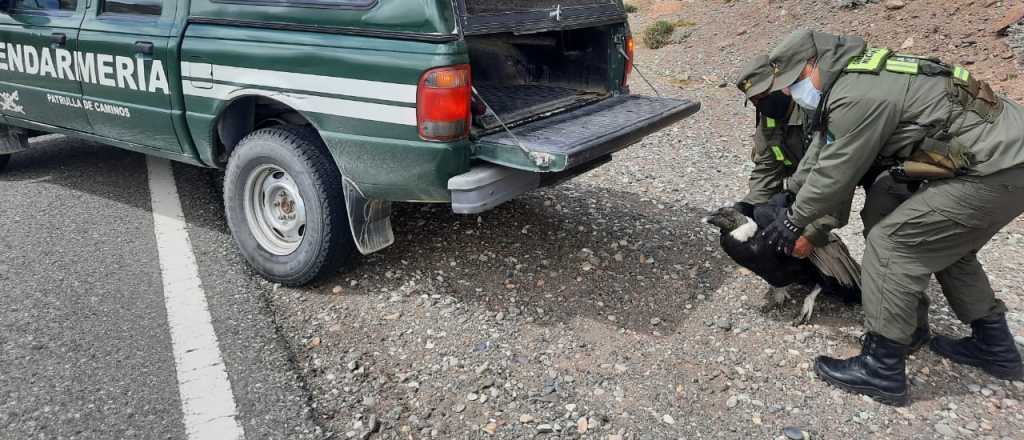 Encontraron un cóndor andino al costado de la ruta en Malargüe