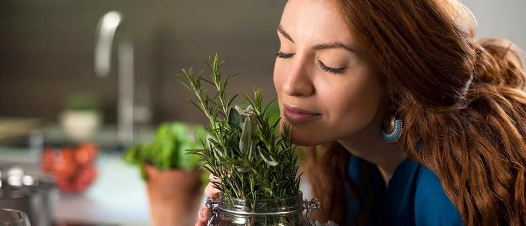 Qué cuidados necesita una planta de romero