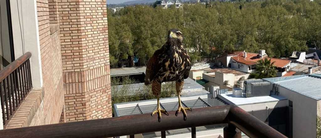 Gavilanes atemorizan a vecinos de la calle Emilio Civit