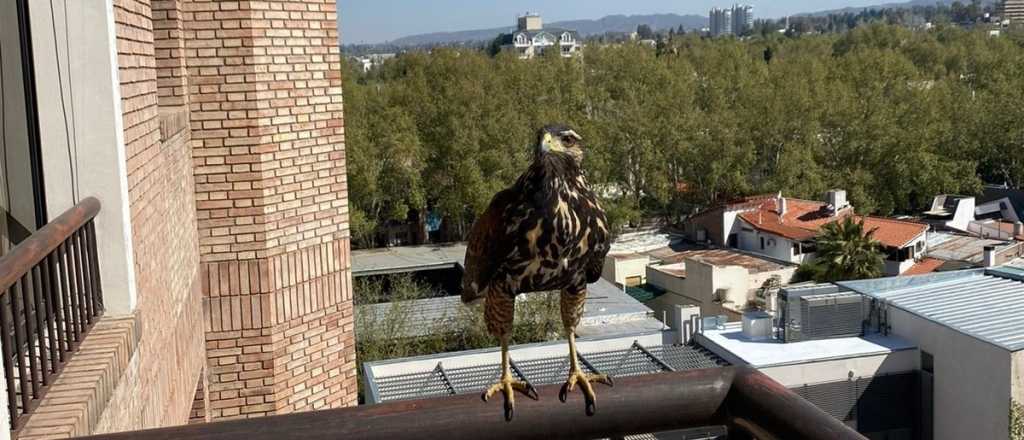 Gavilanes atemorizan a vecinos de la calle Emilio Civit