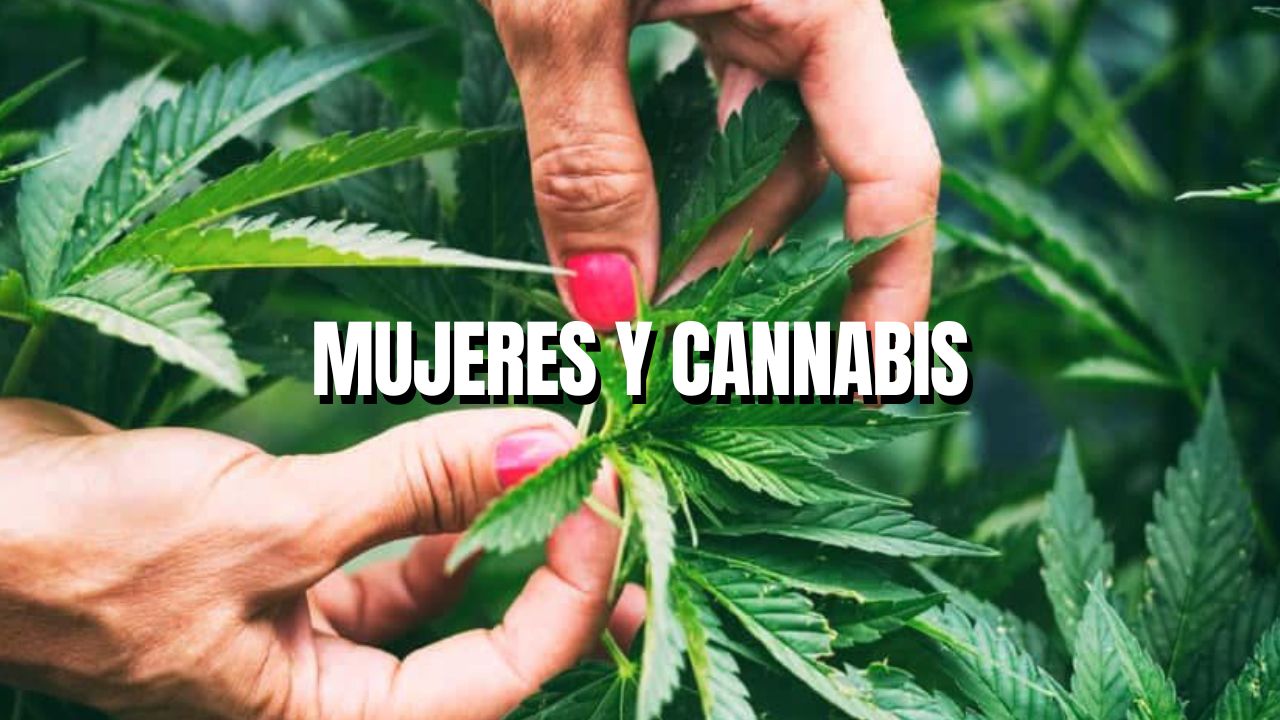 Weed: ¿Qué es la Weed? ¿Cuál es su Traducción? [Guía]