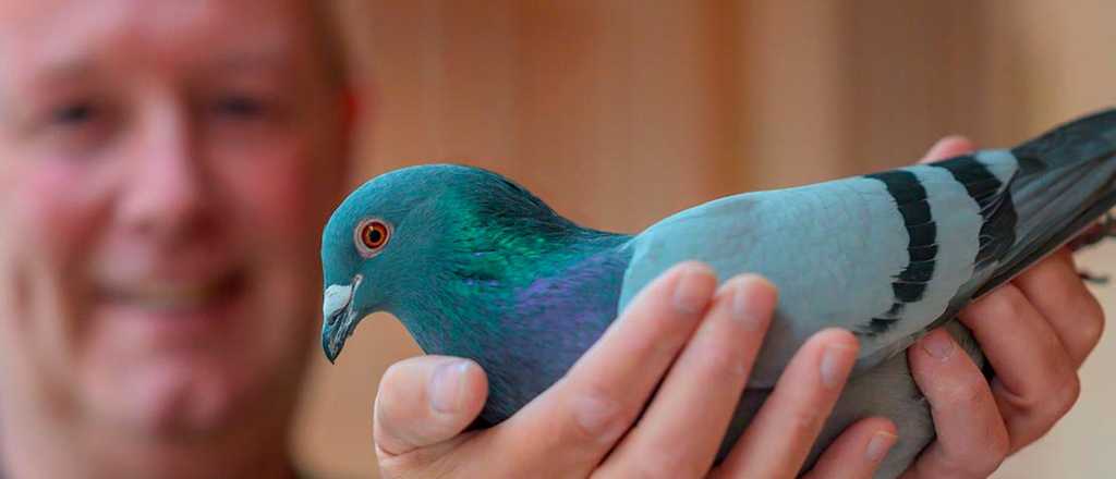 Palomas "zombies": el fenómeno que aterra al Reino Unido