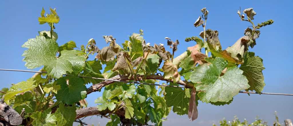 Productores del Valle de Uco aseguran que "la helada fue tremenda"