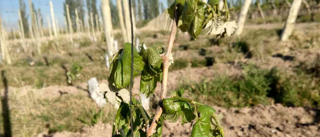 Productores del Este: "La helada hizo mucho daño en los parrales" 