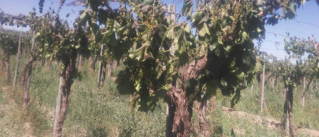 El día después: la angustia y desesperanza de productores por las heladas