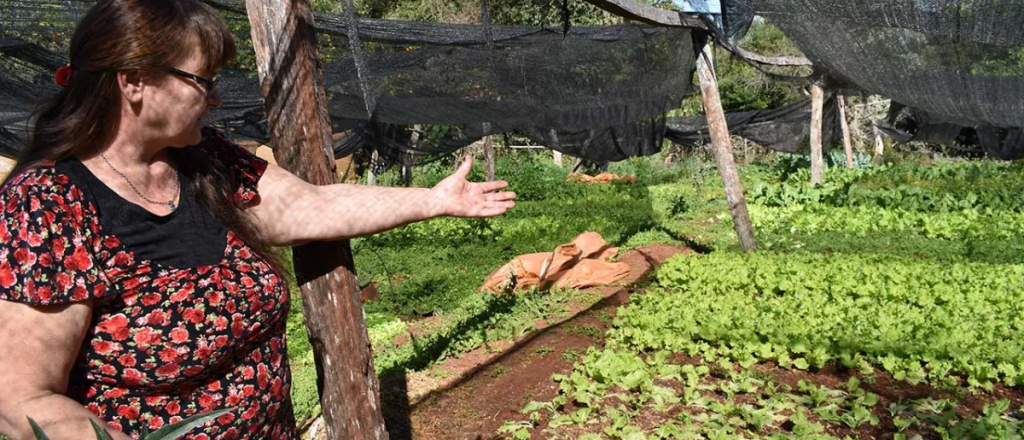 Heladas: Mendoza lanza una línea de crédito para productores afectados