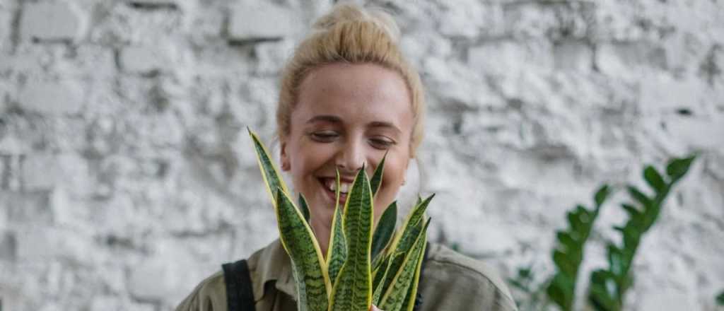 Cuáles son las cuatro plantas que atraen trabajo y abundancia