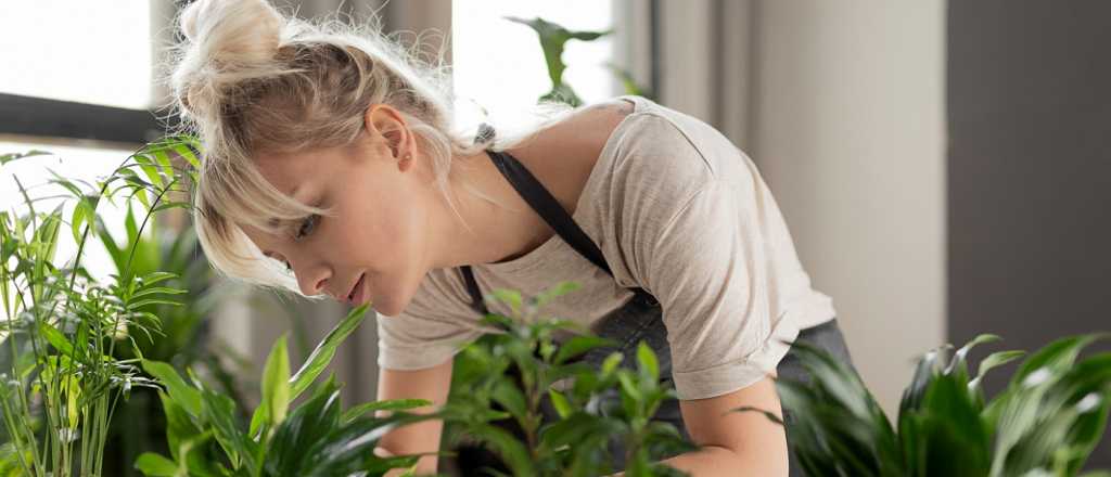 Feng Shui: las plantas que alejan las malas vibras 