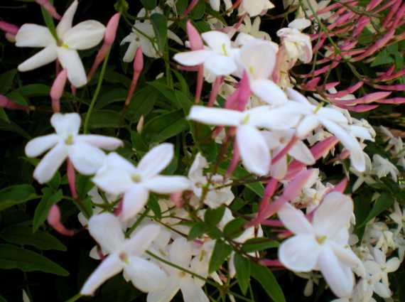 La planta enredadera ideal para decorar el balcón o el jardín - Mendoza Post