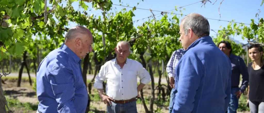 Por las heladas Rivadavia suspendió vendimias y hará un festival austero